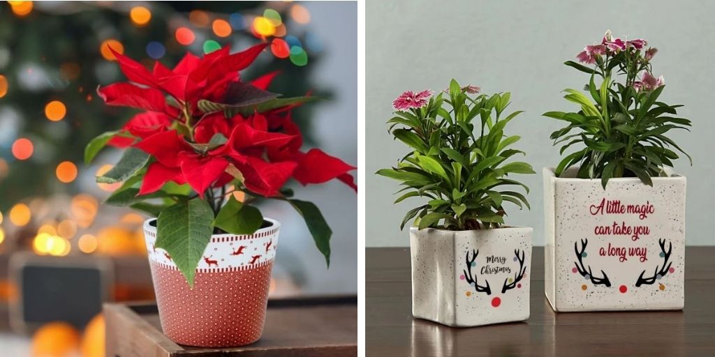 christmas themed plants for gifts