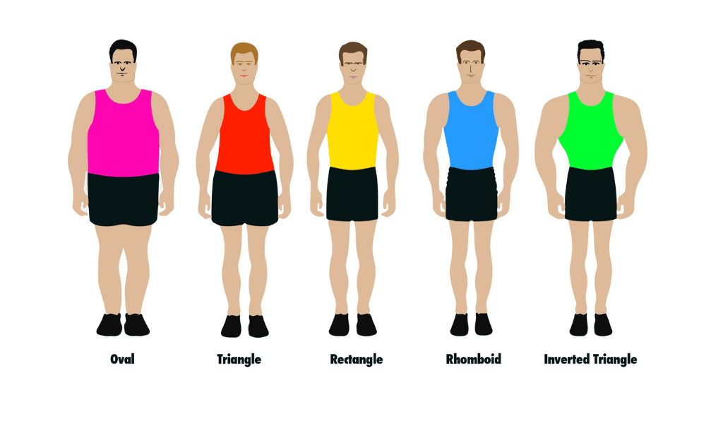 Knowing Men's body shapes